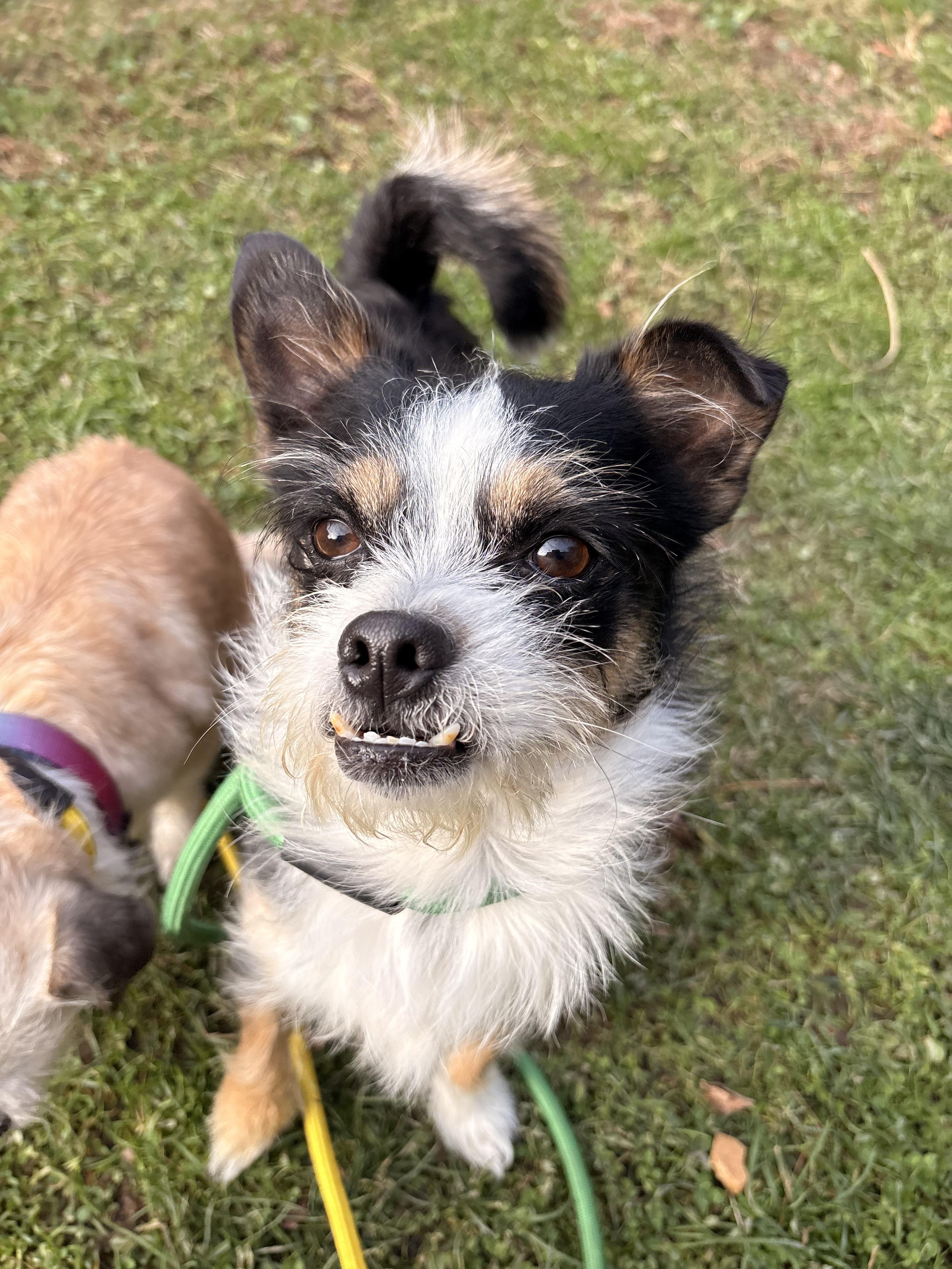 Kodak, a Adoptable mixed breed in White Oak, PA image 3/6