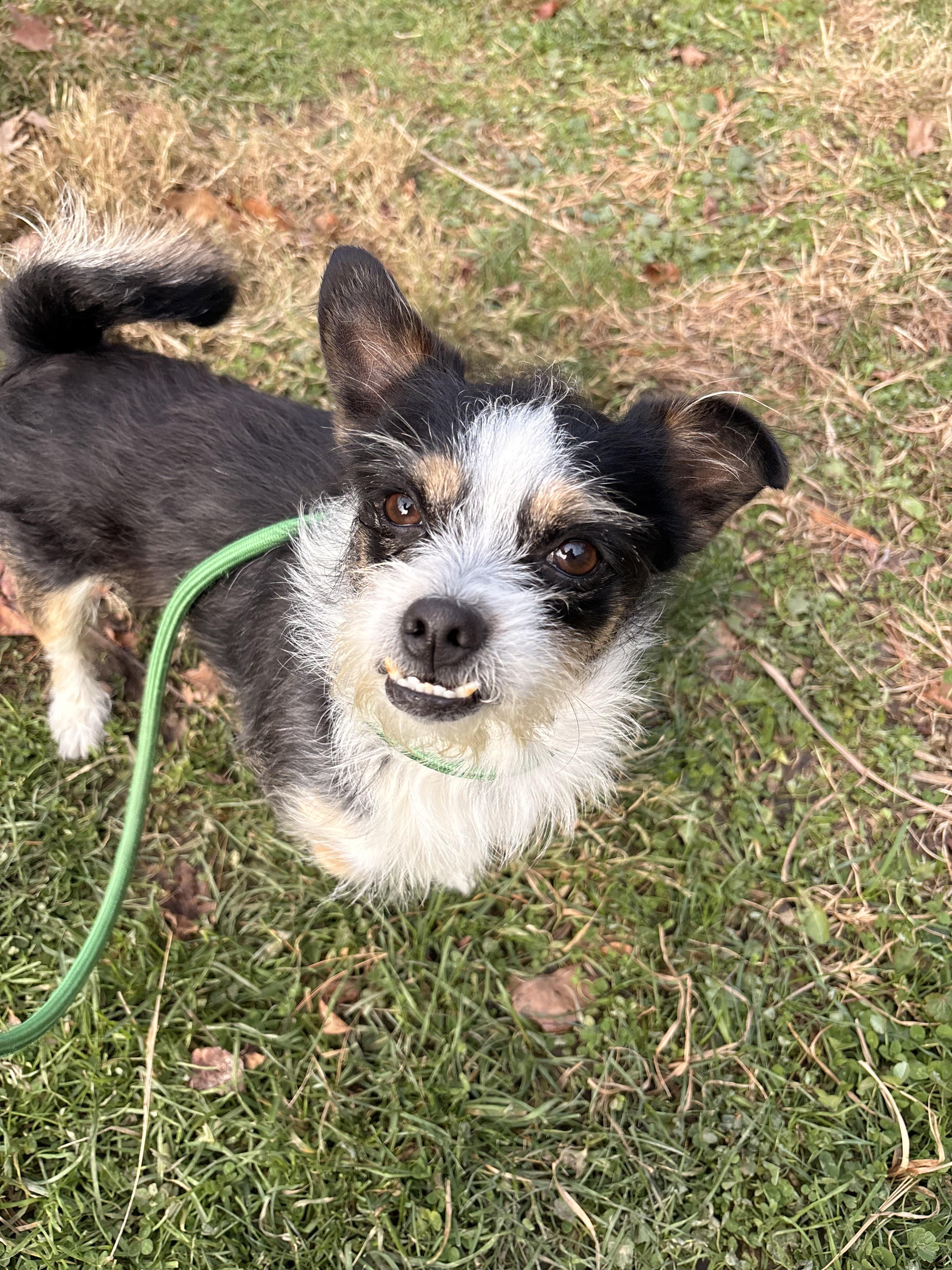 Kodak, a Adoptable mixed breed in White Oak, PA image 4/6