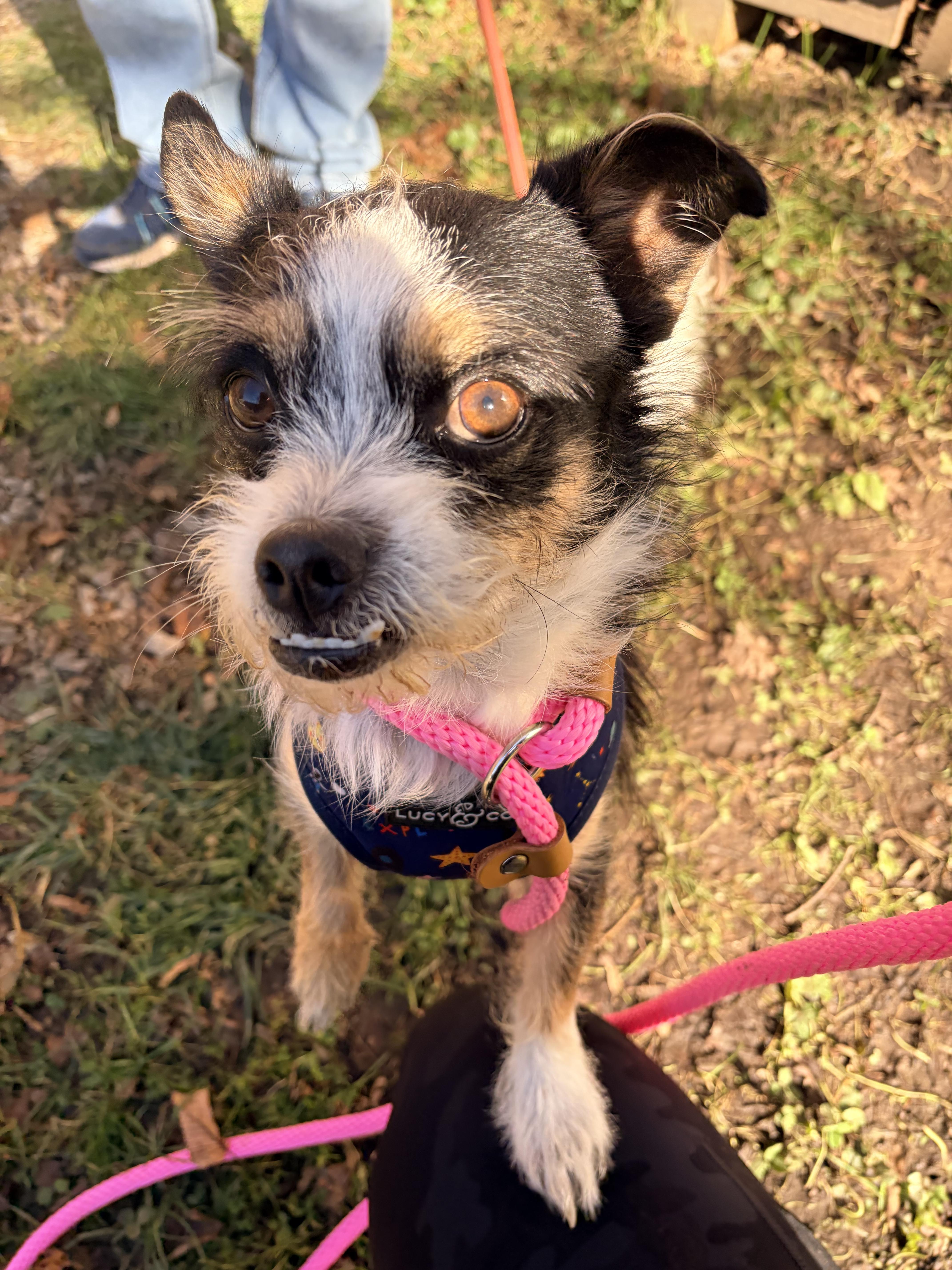 Kodak, a Adoptable mixed breed in White Oak, PA image 5/6