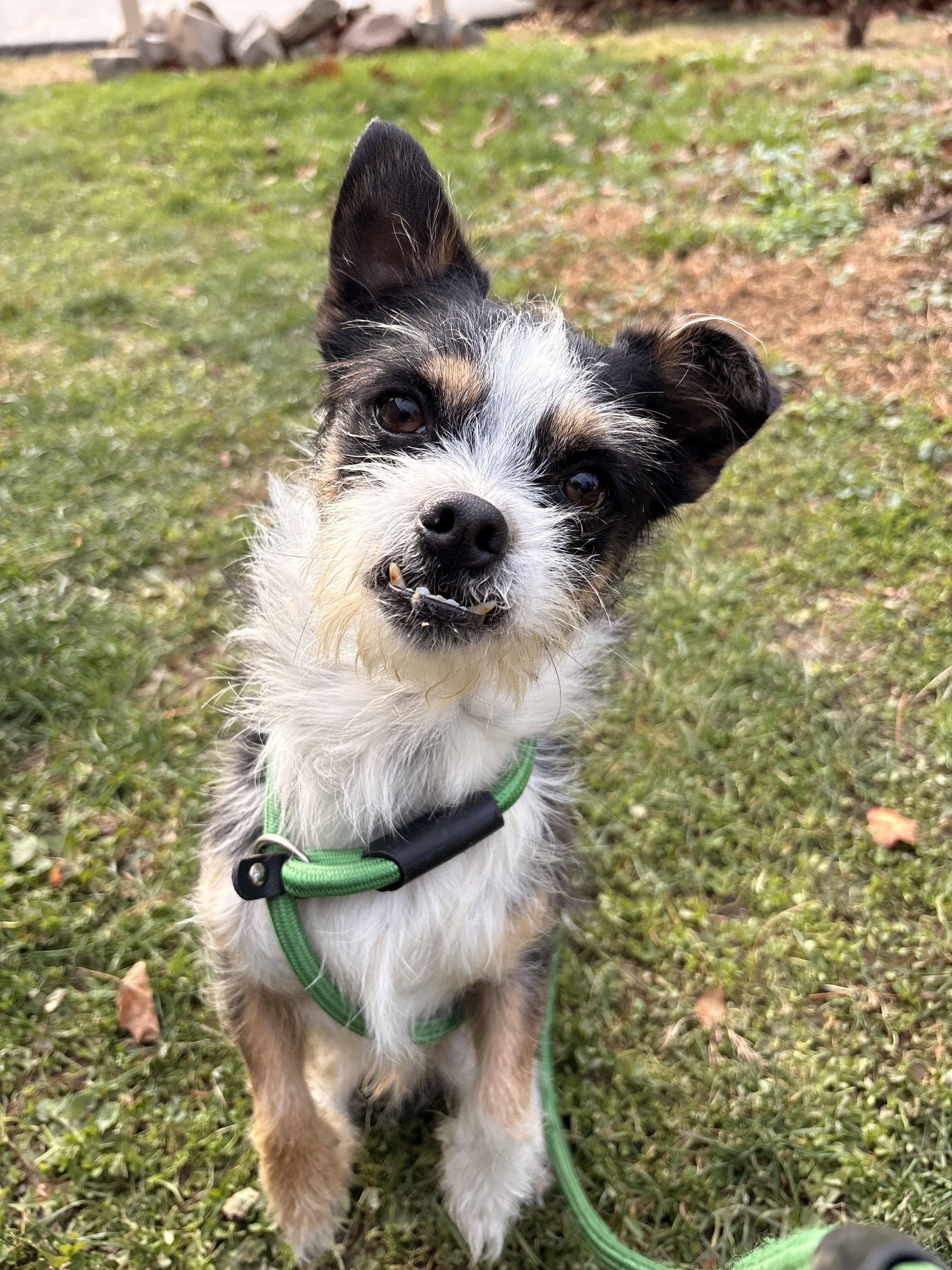 Kodak, a Adoptable mixed breed in White Oak, PA image 6/6