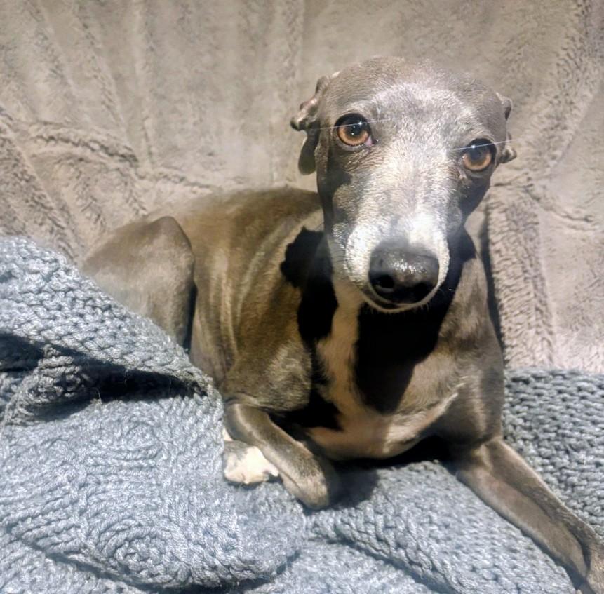 Enlarge Jazzy, a Adopted Italian Greyhound in Highlands Ranch, CO image 4/4