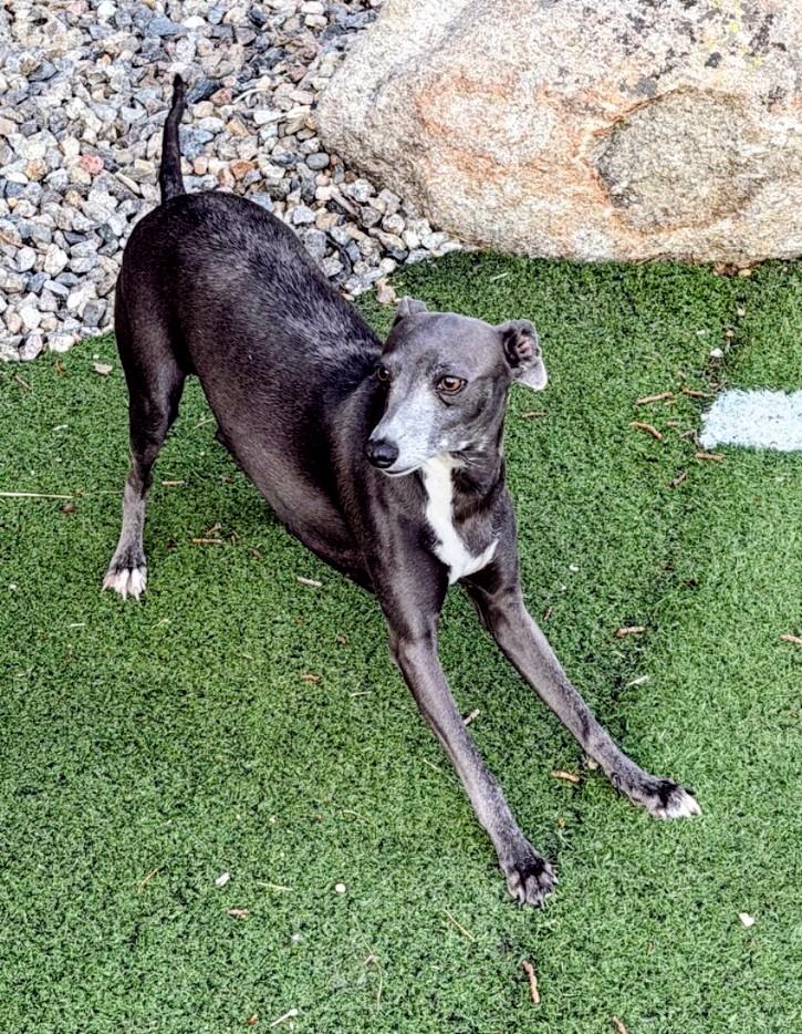 Enlarge Jazzy, a Adopted Italian Greyhound in Highlands Ranch, CO image 3/4