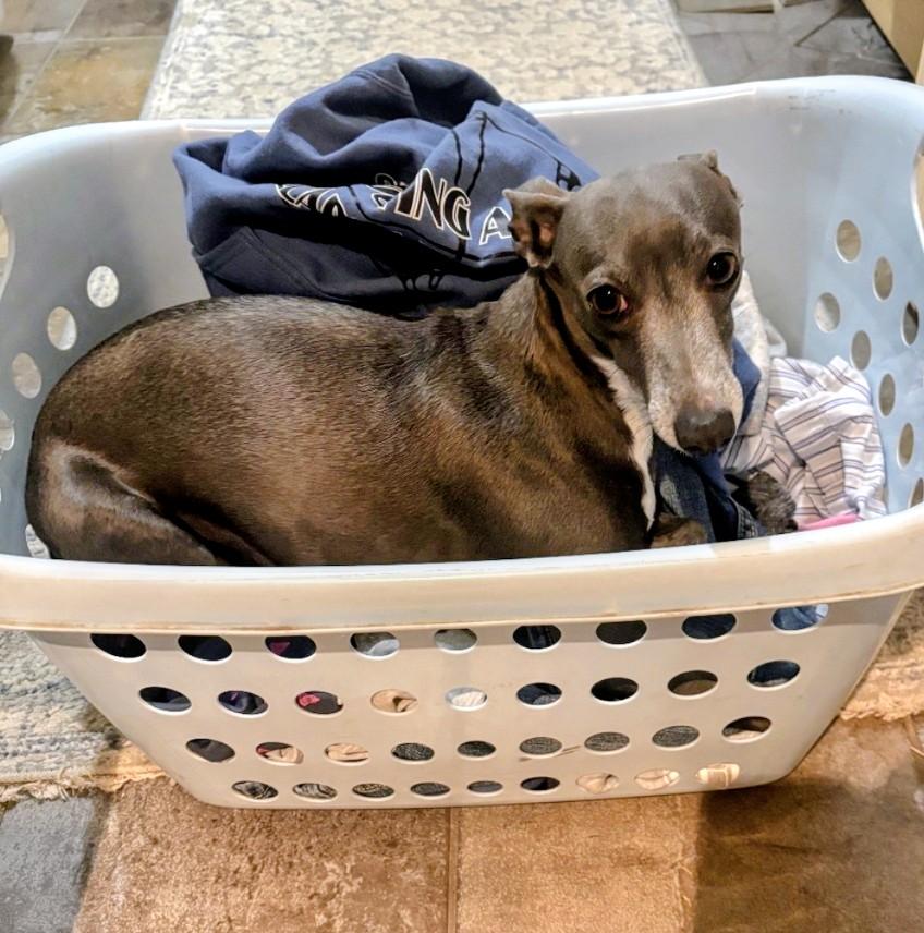 Jazzy, Adopted, Adult Female Italian Greyhound.