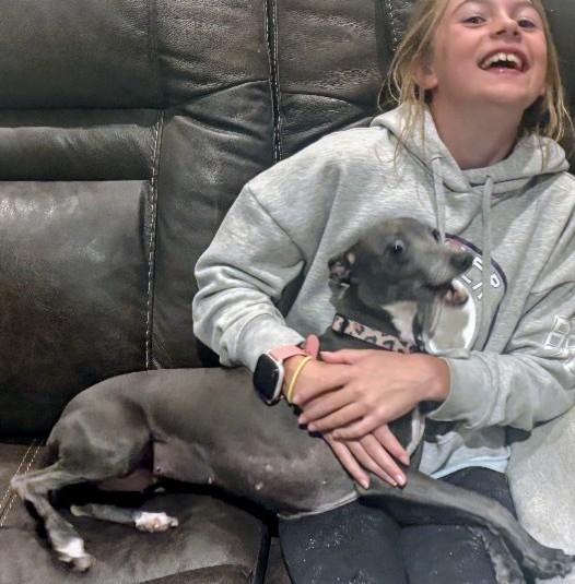 Enlarge Jazzy, a Adopted Italian Greyhound in Highlands Ranch, CO image 2/4