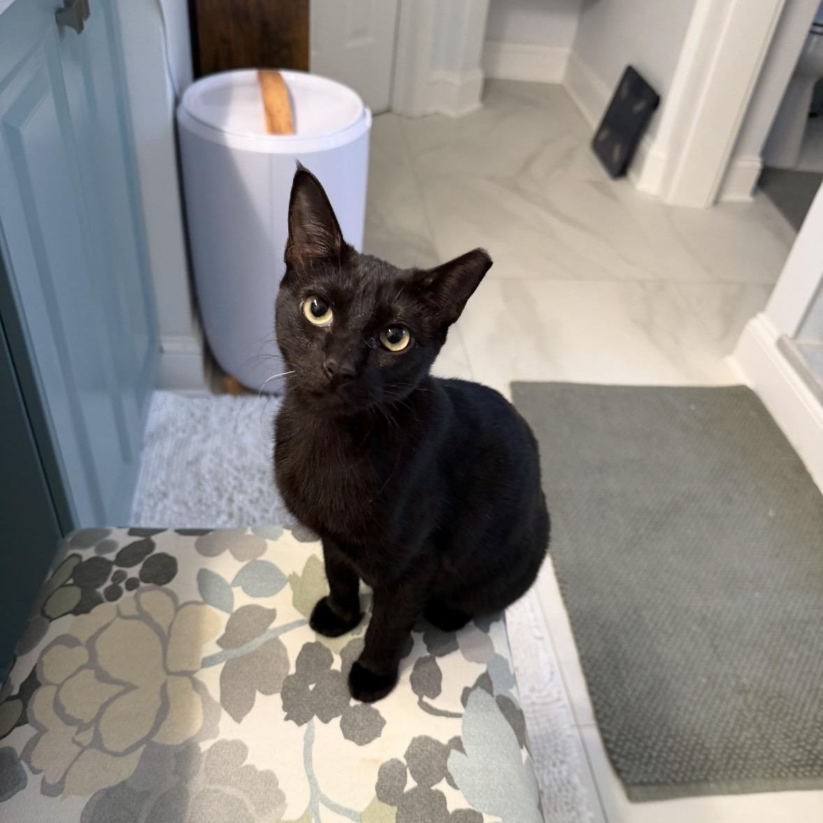 Galaxy Girl, ADOPTABLE, Kitten Female Domestic Short Hair.