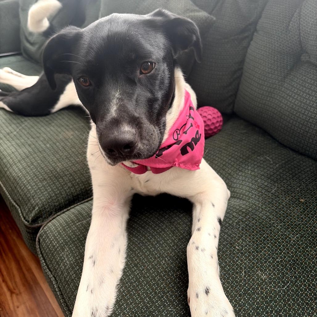 Lila, Adoptable, Adult Female Mixed Breed.