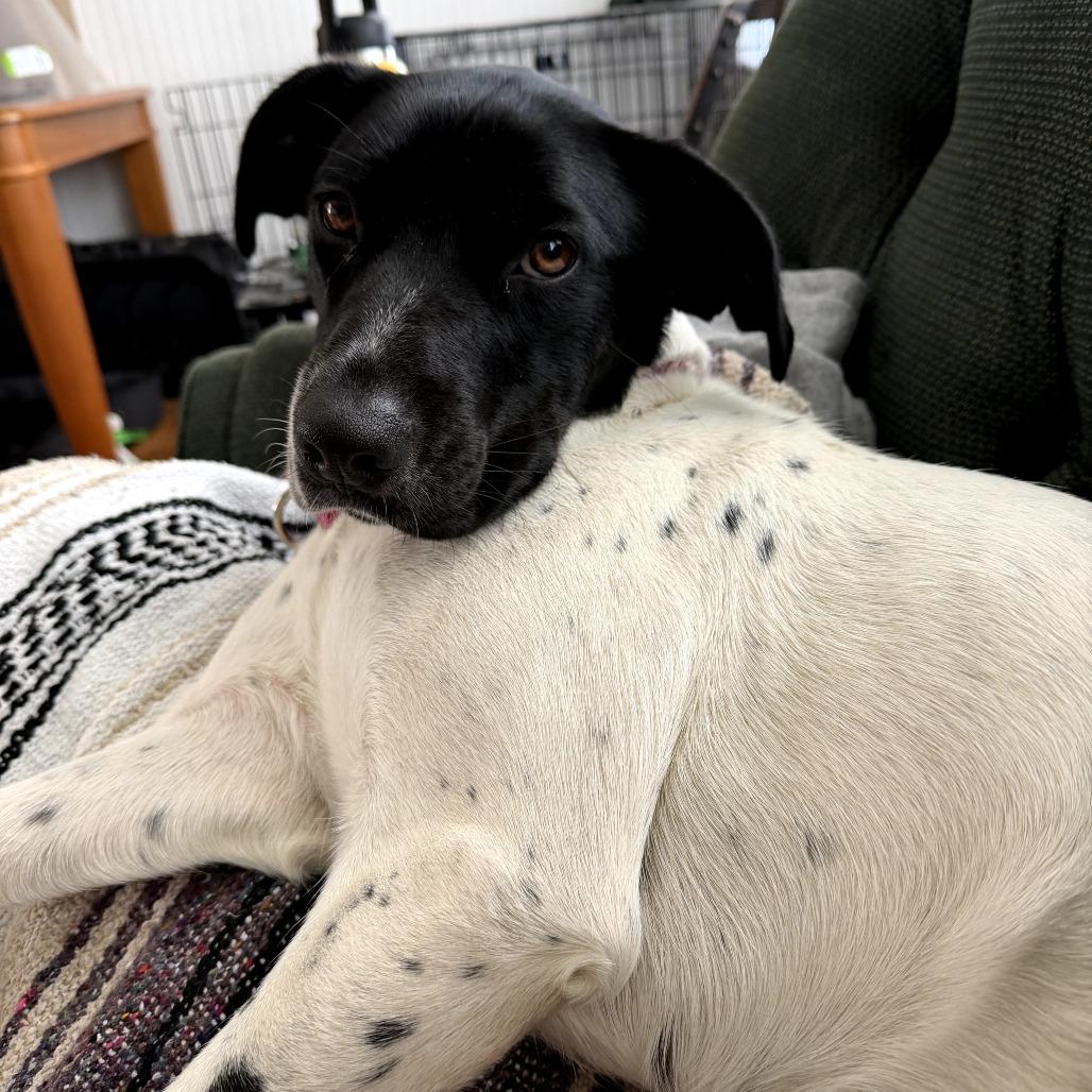 Enlarge Lila, a Adoptable Mixed Breed in Coos Bay, OR image 4/6