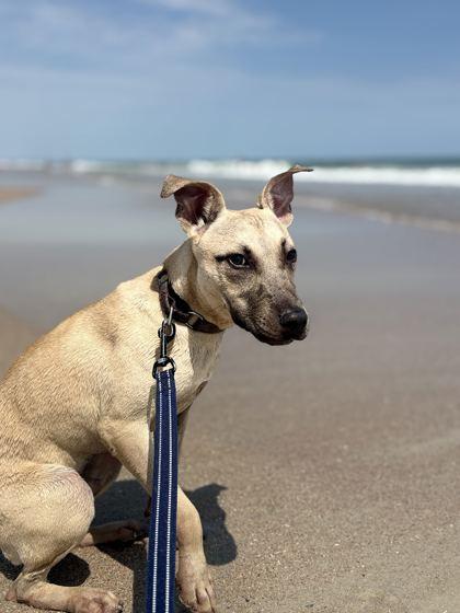 Enlarge JACKSON, a Adoptable Mixed Breed in Fernandina Beach, FL image 5/5