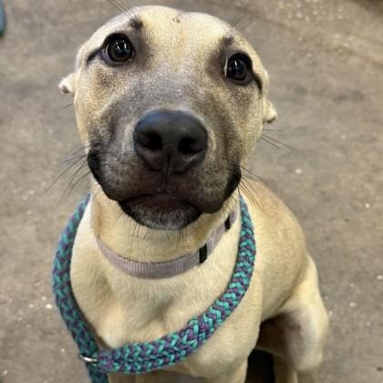 JACKSON, adoptable, Puppy Male Mixed Breed.