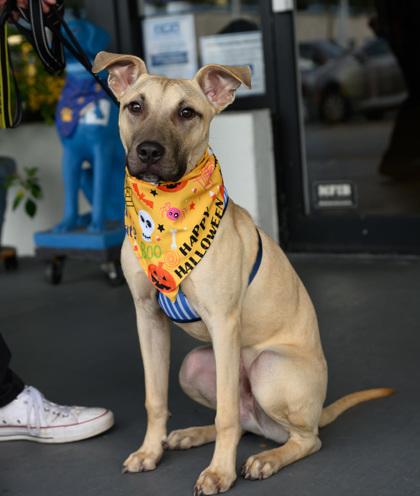 Enlarge JACKSON, a Adoptable Mixed Breed in Fernandina Beach, FL image 4/5