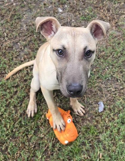 Enlarge JACKSON, an adoptable Mixed Breed in Fernandina Beach, FL image 3/3