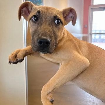 JACKSON, ADOPTABLE, Puppy Male Mixed Breed.