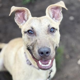 JACKSON, adoptable, Puppy Male Mixed Breed.