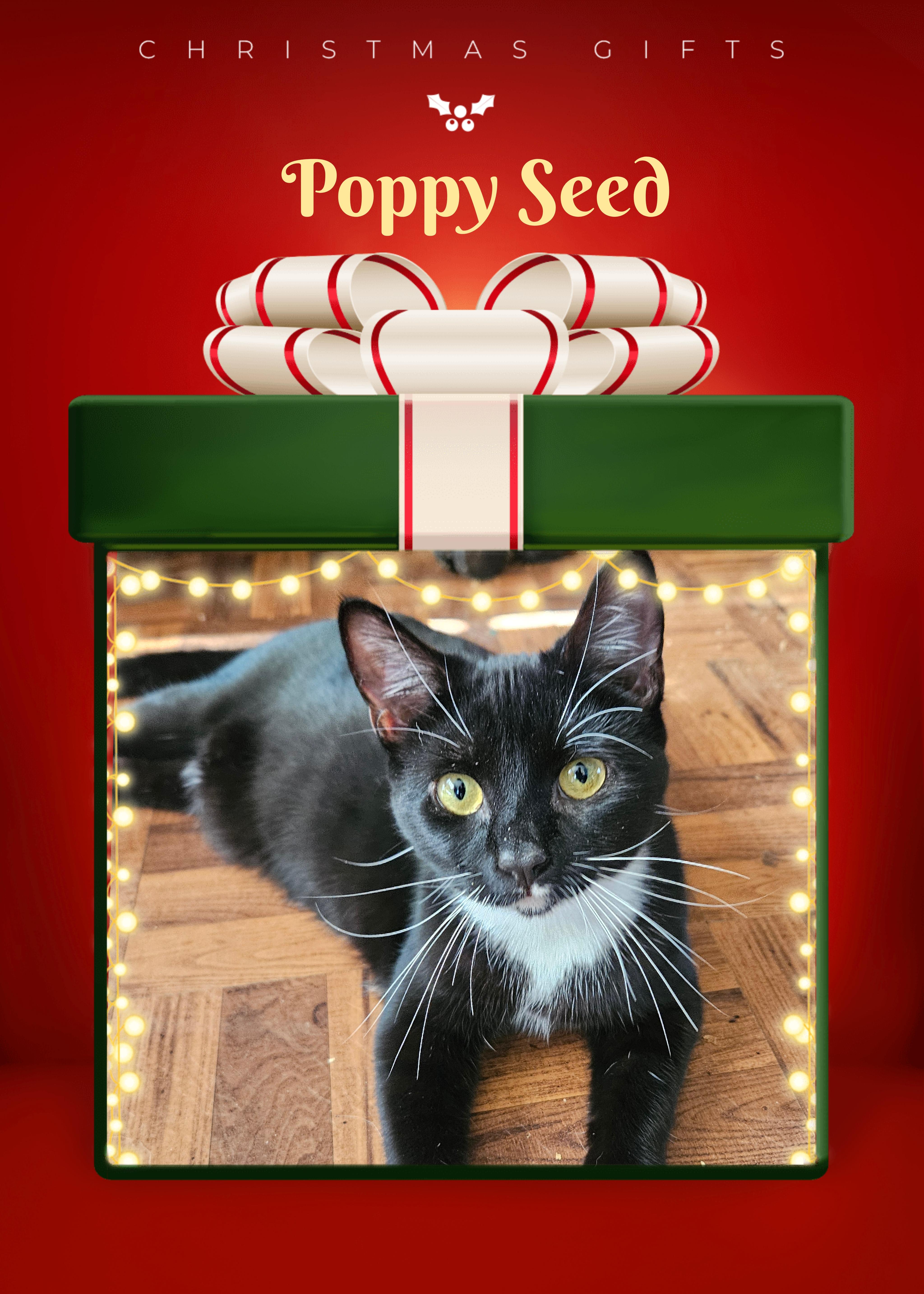 Enlarge Poppy, a ADOPTABLE Domestic Short Hair in Glen Burnie, MD image 1/1