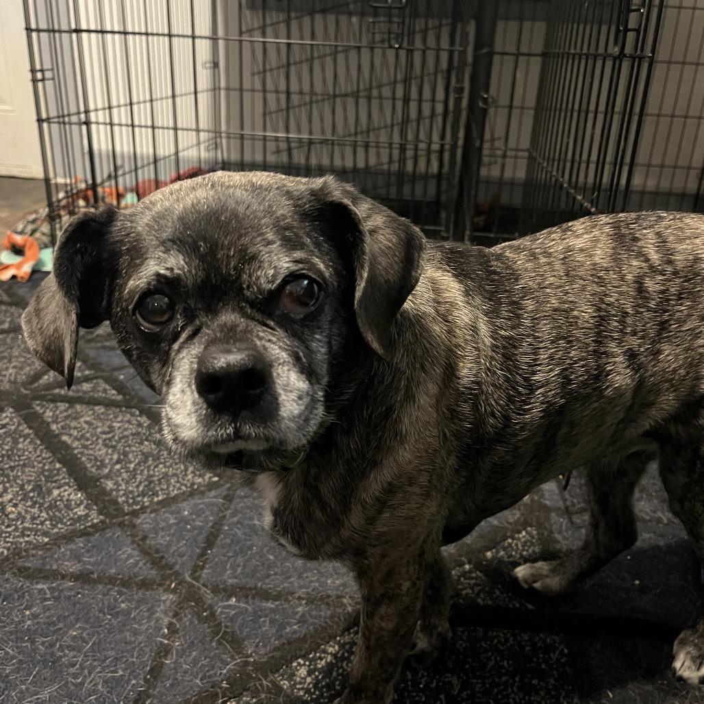 Molly, Adoptable, Senior Female Pug & Mixed Breed.