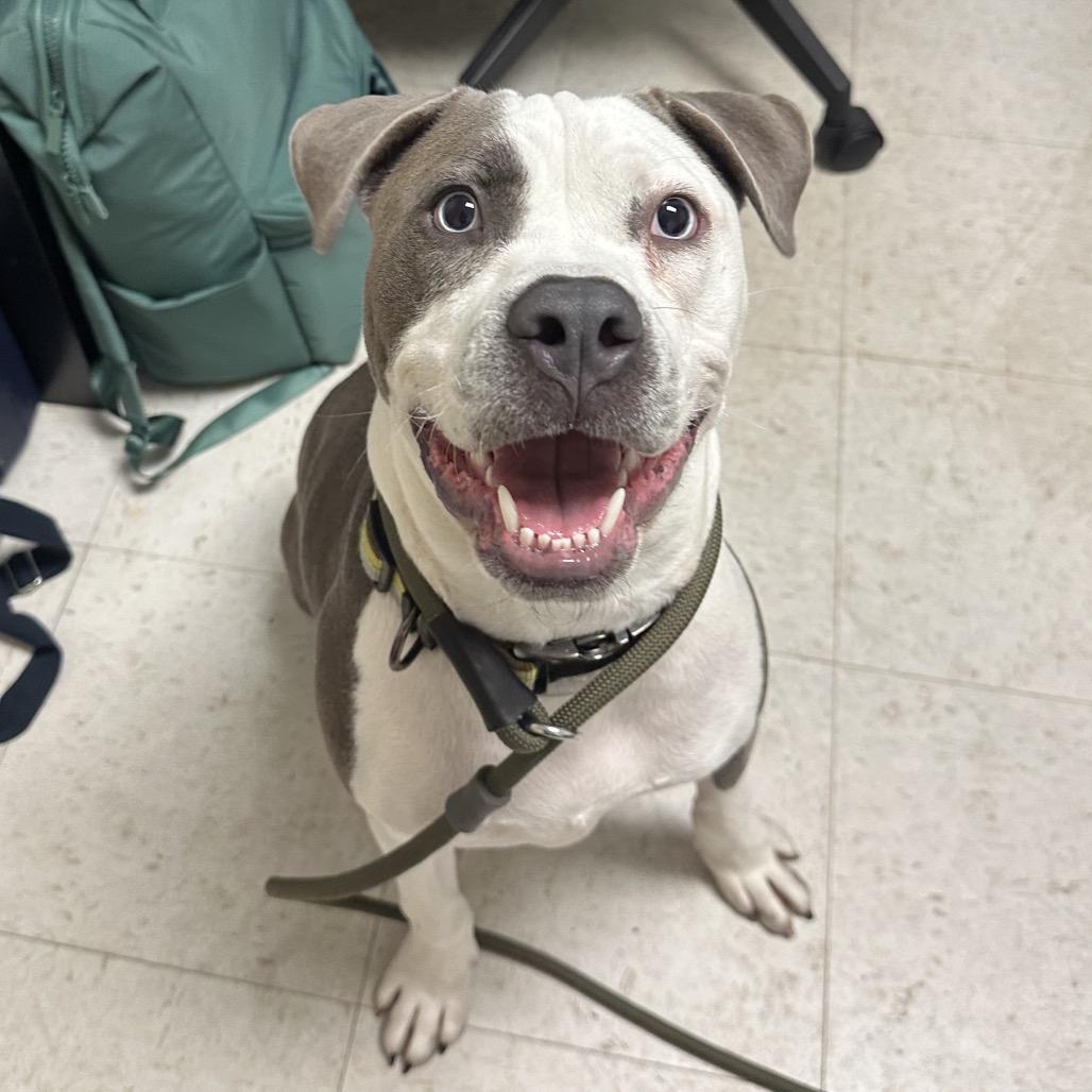 Bruno FKA Sunny Side, Adoptable, Young Male Mixed Breed.