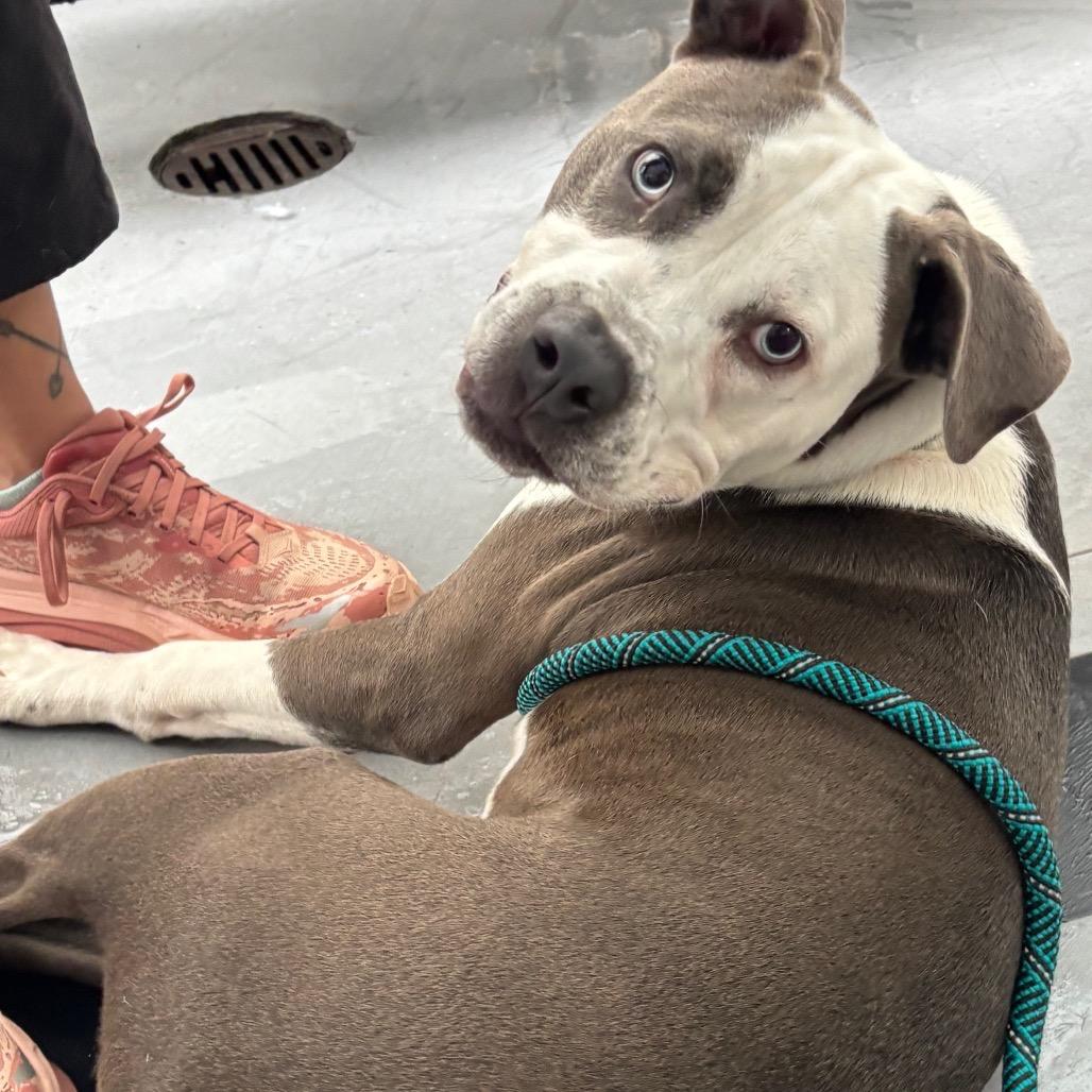 Enlarge Bruno FKA Sunny Side, a Adoptable Mixed Breed in Philadelphia, PA image 2/5
