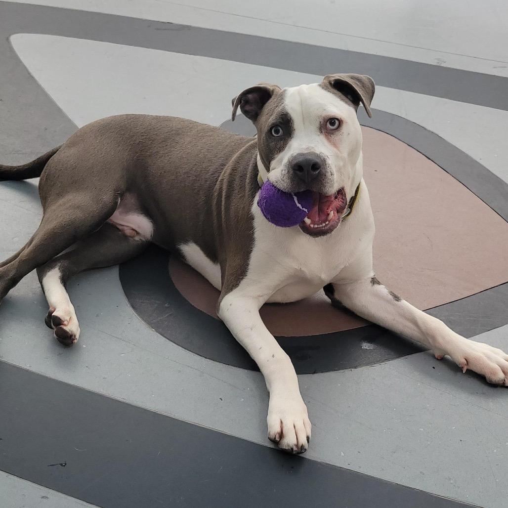 Enlarge Bruno FKA Sunny Side, a Adoptable Mixed Breed in Philadelphia, PA image 3/5