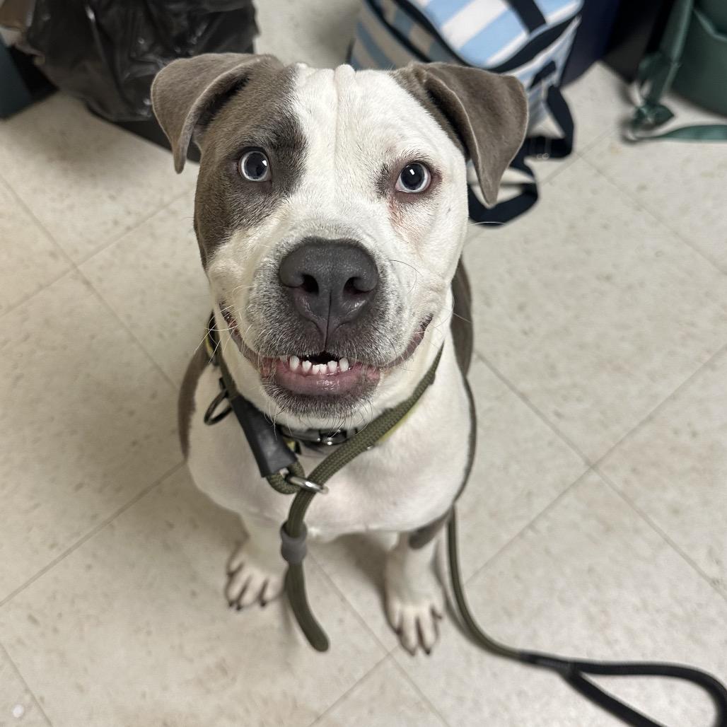 Enlarge Bruno FKA Sunny Side, a Adoptable Mixed Breed in Philadelphia, PA image 4/5