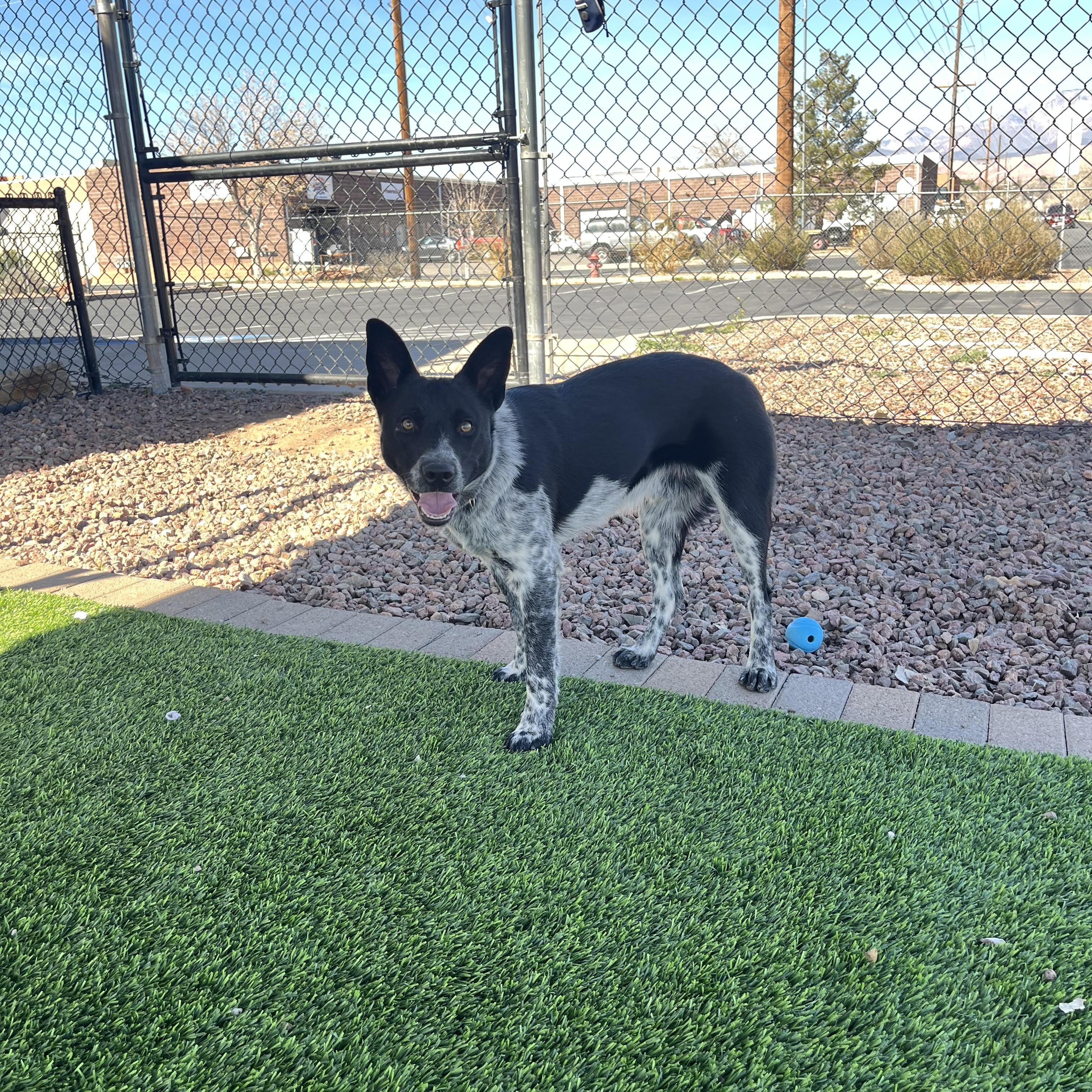 Enlarge Onyx, a ADOPTABLE Australian Cattle Dog / Blue Heeler in Washington, UT image 1/1