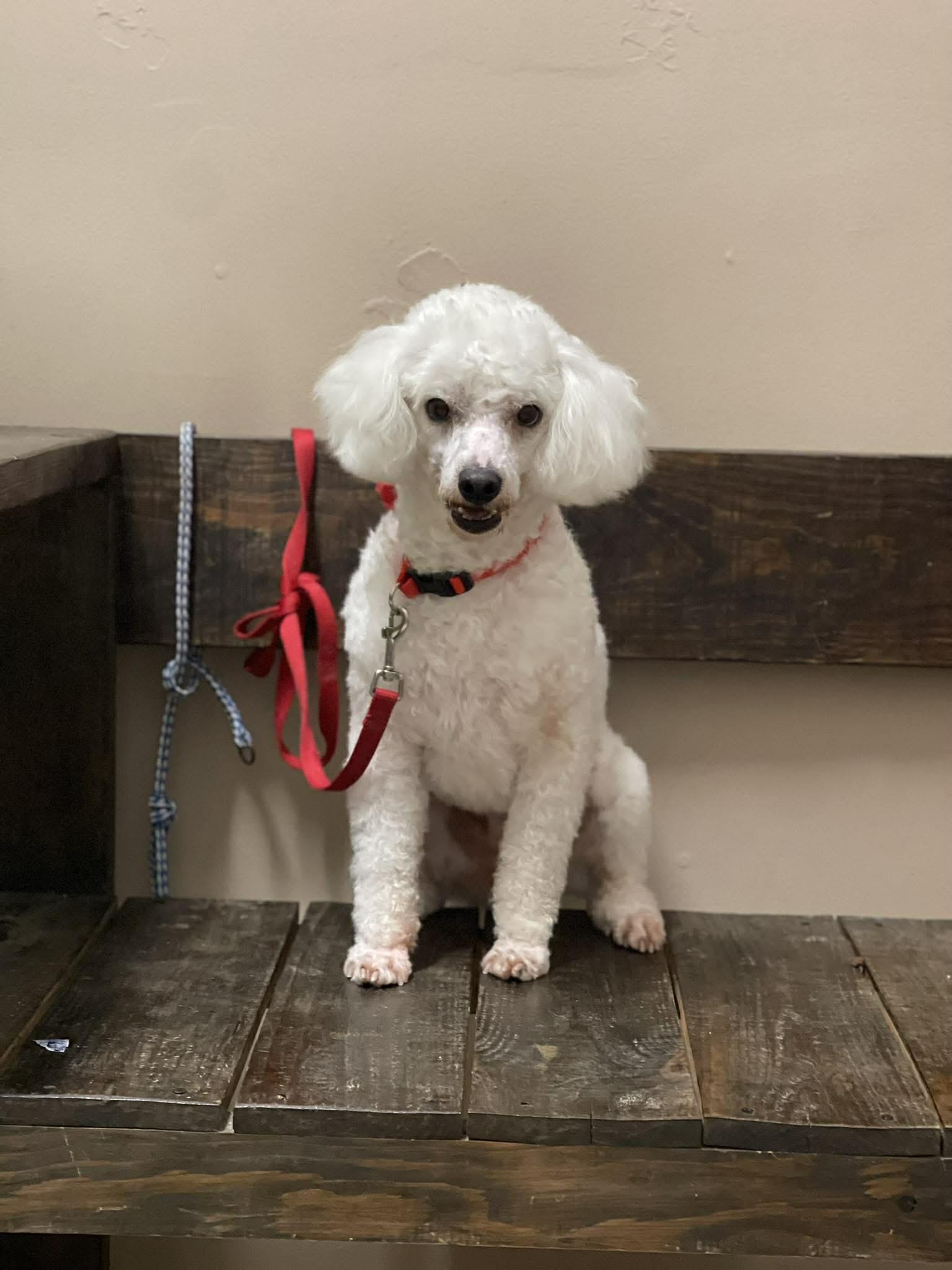 Freddie, a ADOPTABLE Poodle in Aliso viejo, CA image 3/5