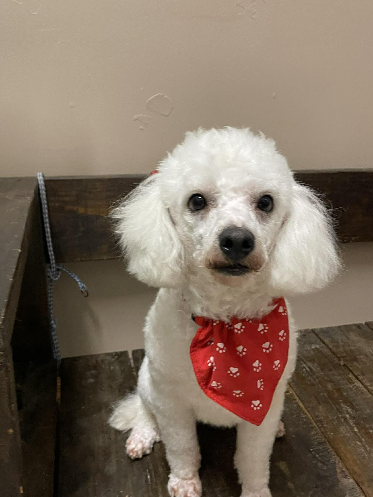 Freddie, a ADOPTABLE Poodle in Aliso viejo, CA image 5/5