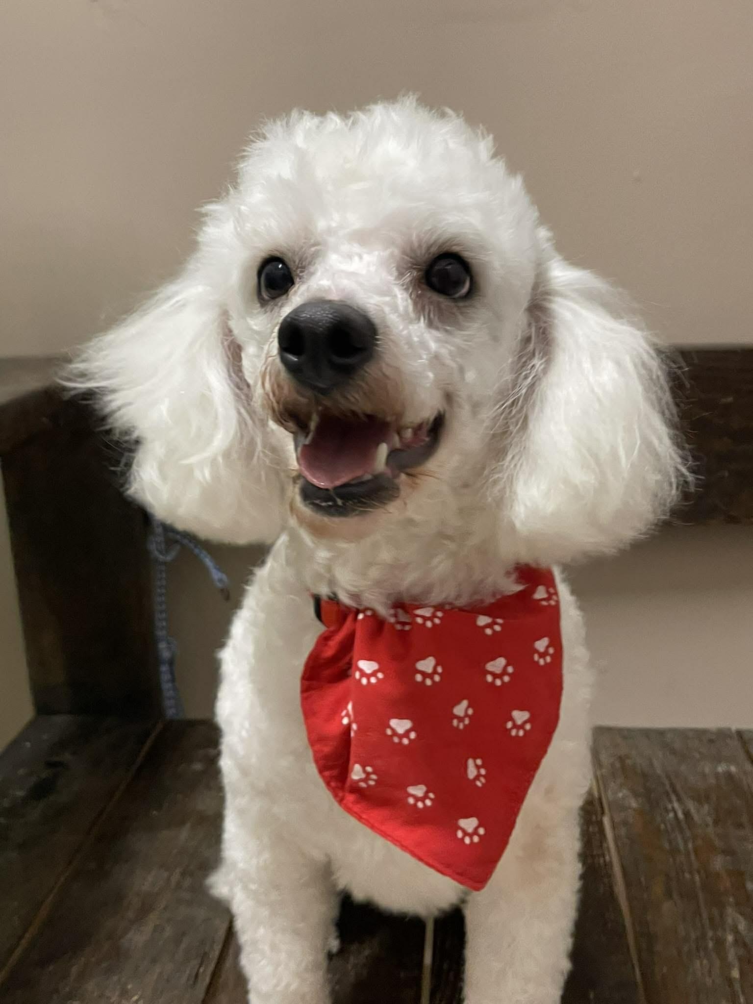 Freddie, a ADOPTABLE Poodle in Aliso viejo, CA image 4/5