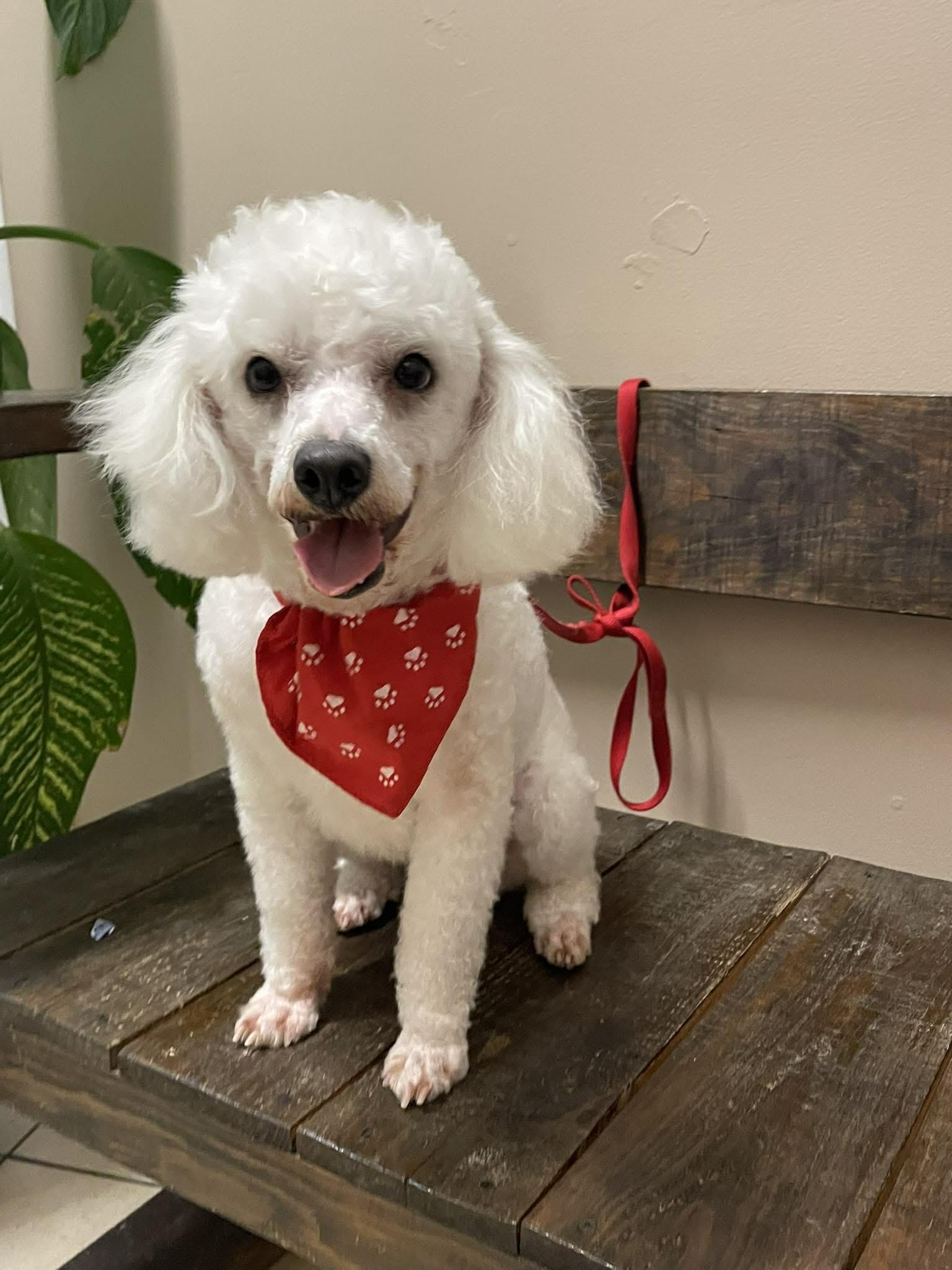 Freddie, a ADOPTABLE Poodle in Aliso viejo, CA image 2/5