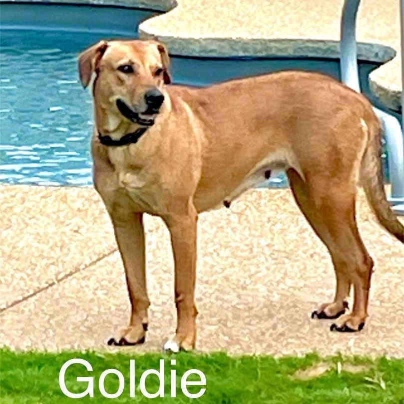 Goldie  1