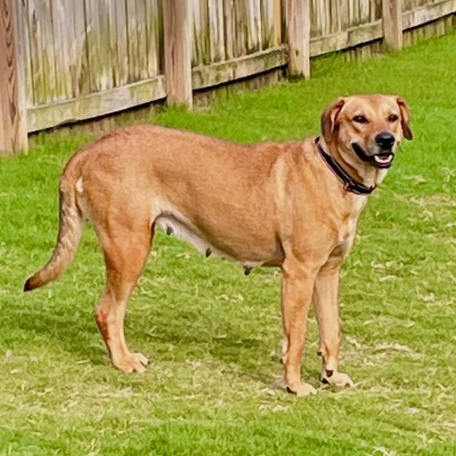 Goldie  2