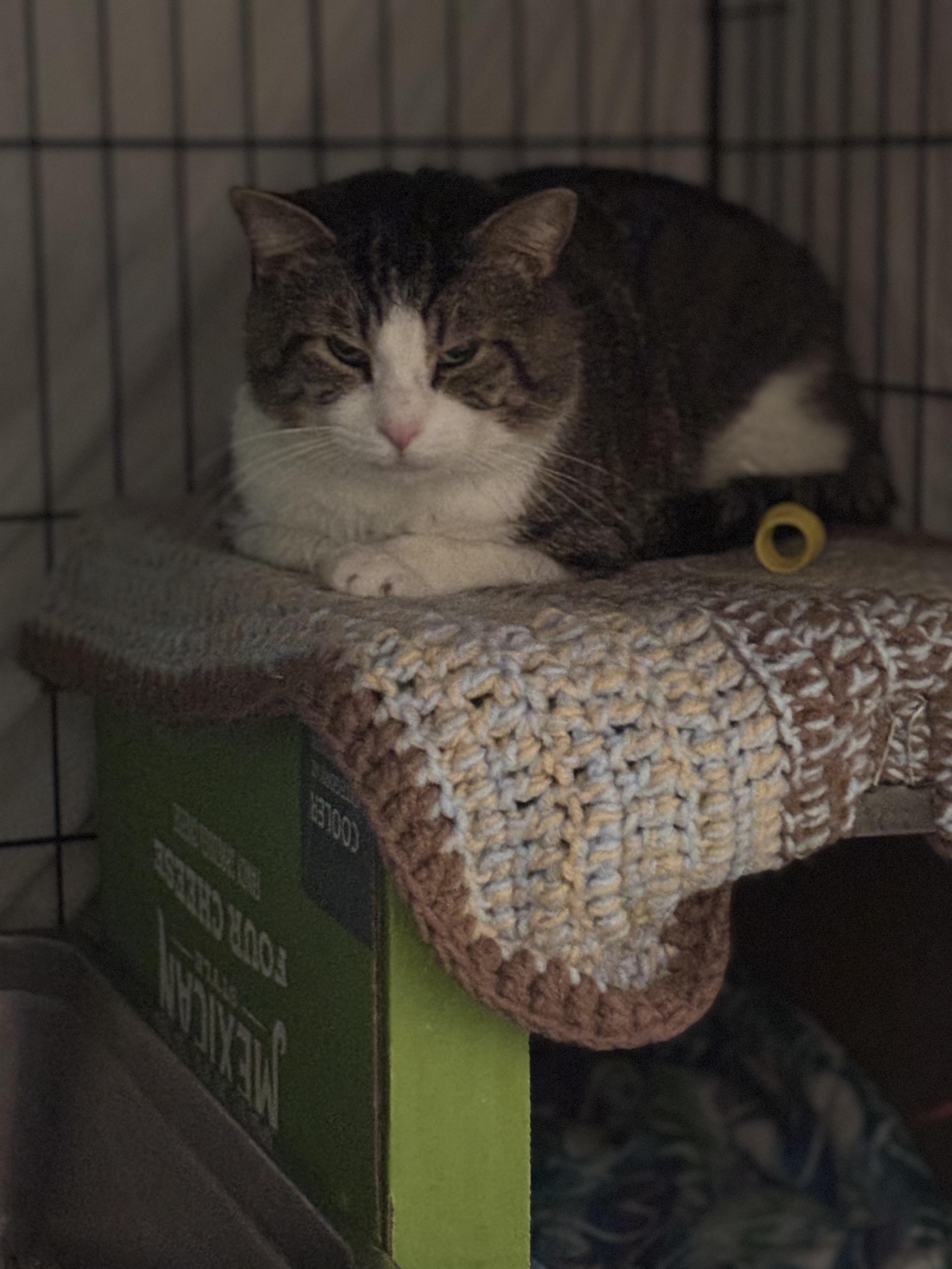 JAMESON, a Adoptable Domestic Short Hair in Pittsburgh, PA image 2/3