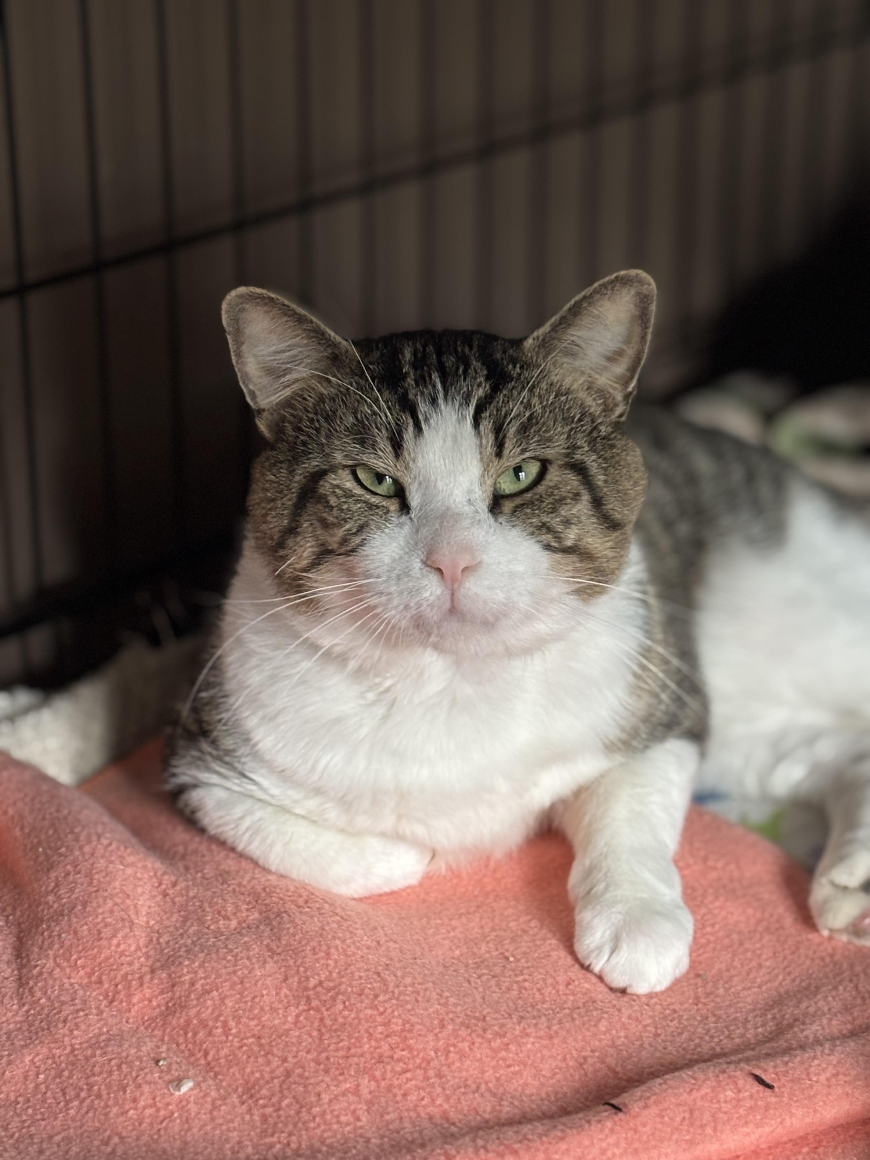 JAMESON, a Adoptable Domestic Short Hair in Pittsburgh, PA image 1/3