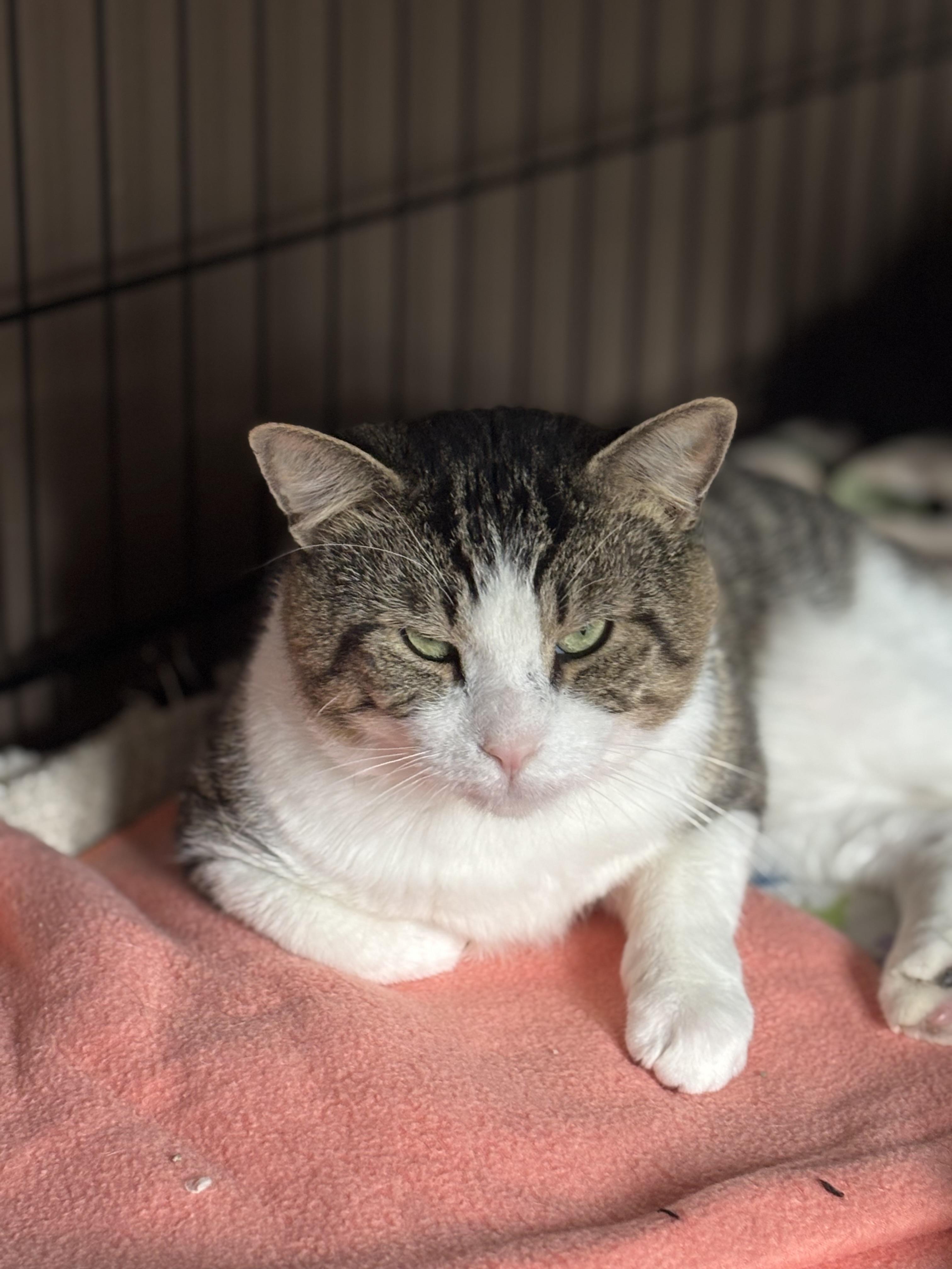 JAMESON, a Adoptable Domestic Short Hair in Pittsburgh, PA image 3/3