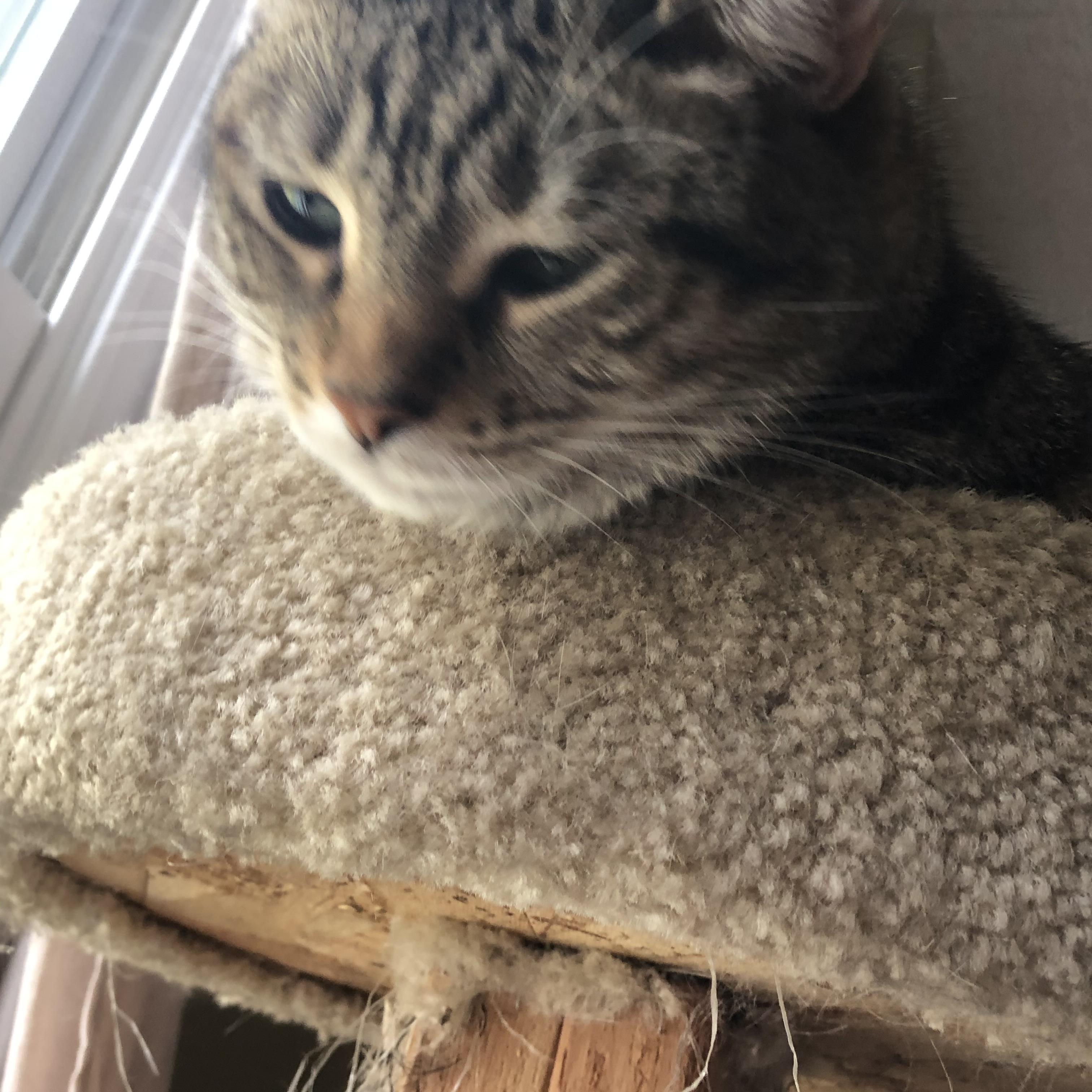 Belle, Adoptable, Adult Female Domestic Short Hair.