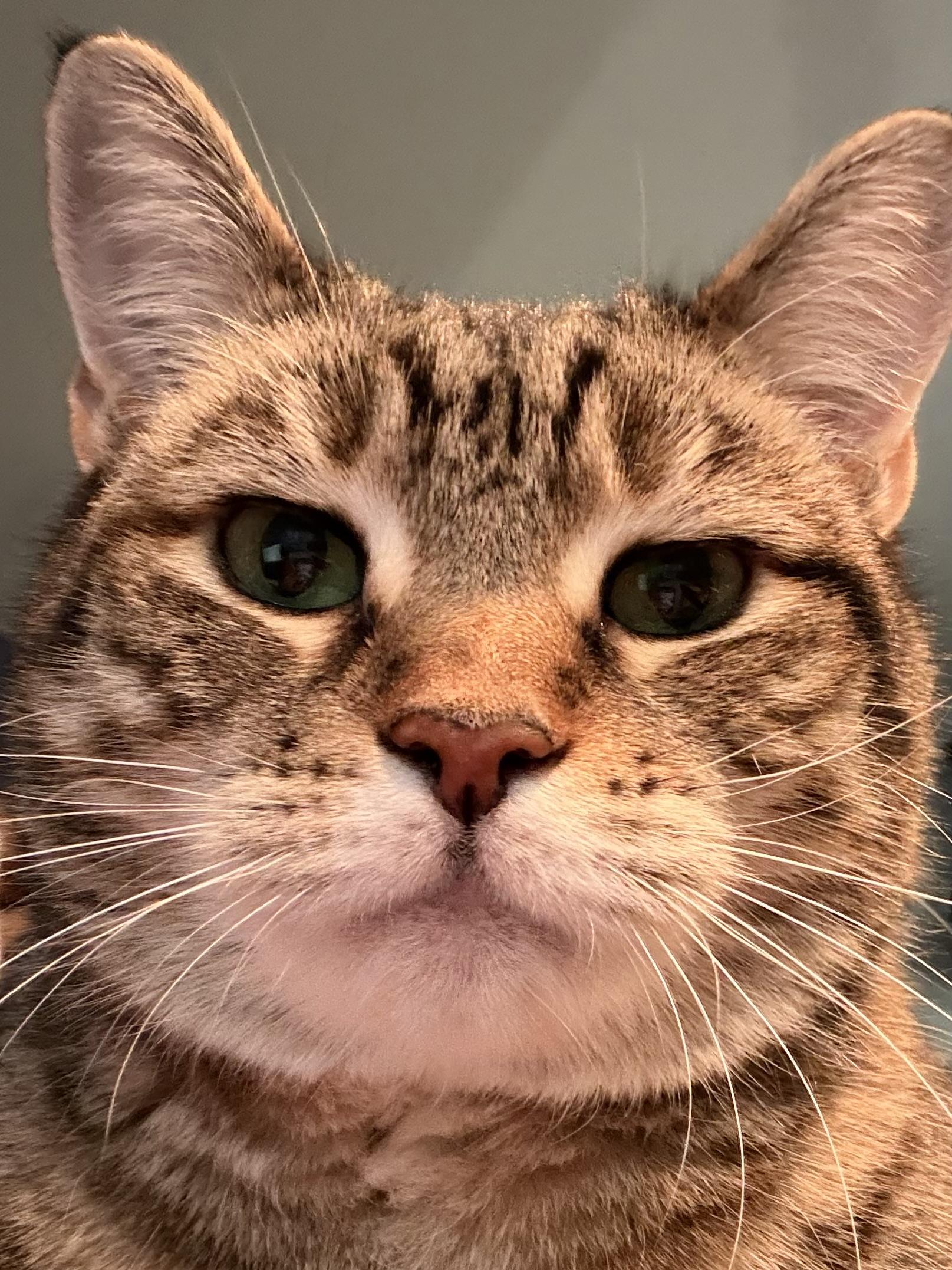 Enlarge Belle, a Adoptable Domestic Short Hair in Burlington, VT image 2/6