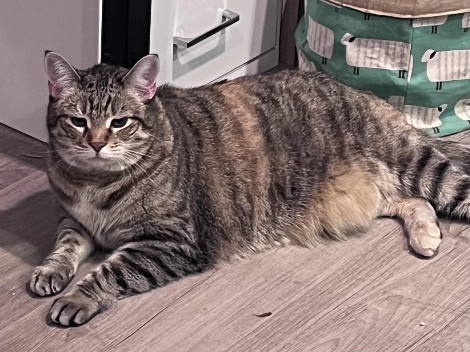 Enlarge Belle, a Adoptable Domestic Short Hair in Burlington, VT image 3/6