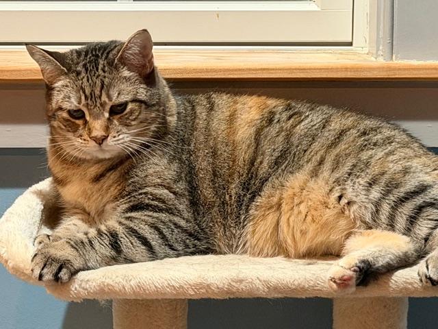 Enlarge Belle, a Adoptable Domestic Short Hair in Burlington, VT image 4/6