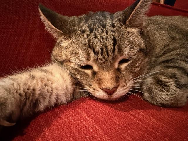 Enlarge Belle, a Adoptable Domestic Short Hair in Burlington, VT image 5/6