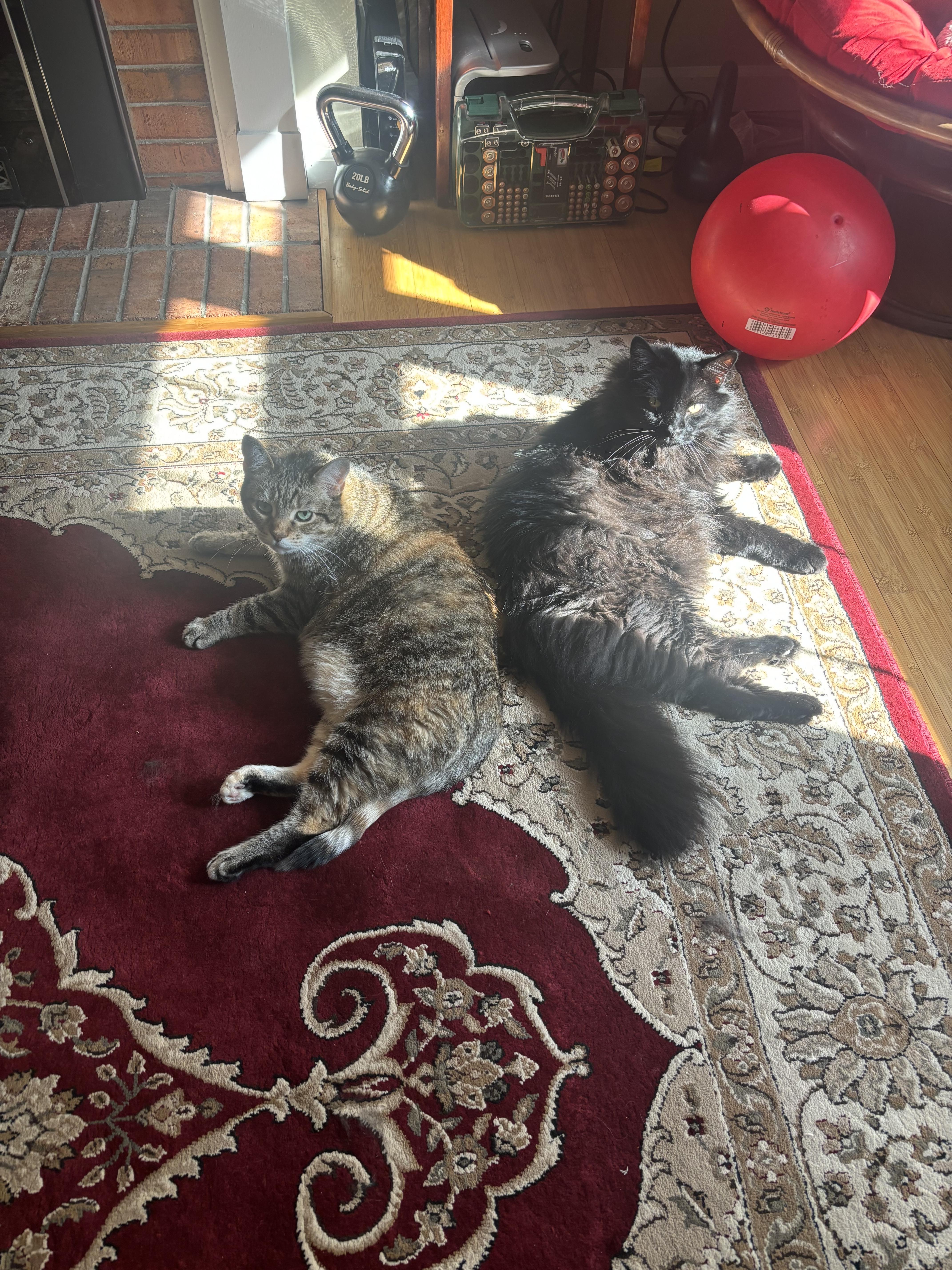 Enlarge Belle, a Adoptable Domestic Short Hair in Burlington, VT image 6/6