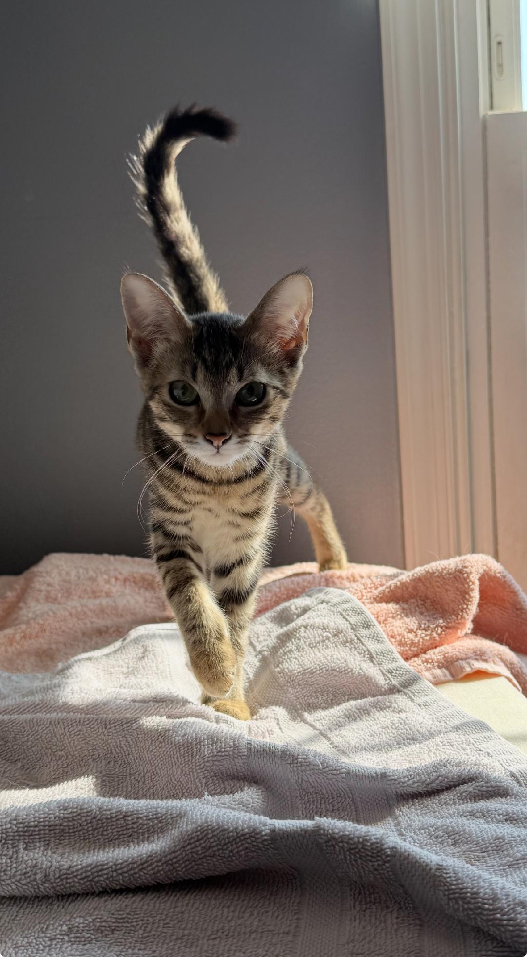 Tyler, Adopted, Young Female Tabby.