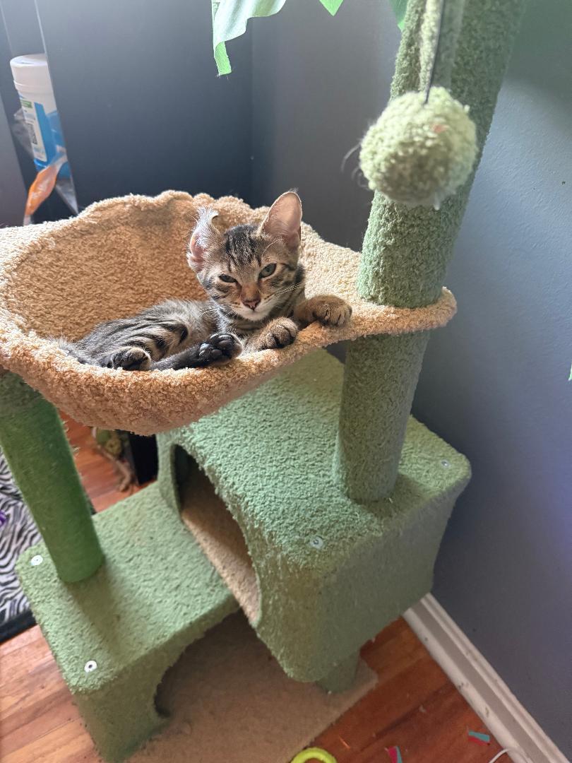 Enlarge Tyler, a Adopted Tabby in Yardley, PA image 2/3