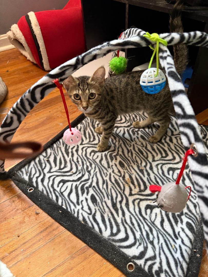 Enlarge Tyler, a Adopted Tabby in Yardley, PA image 3/3