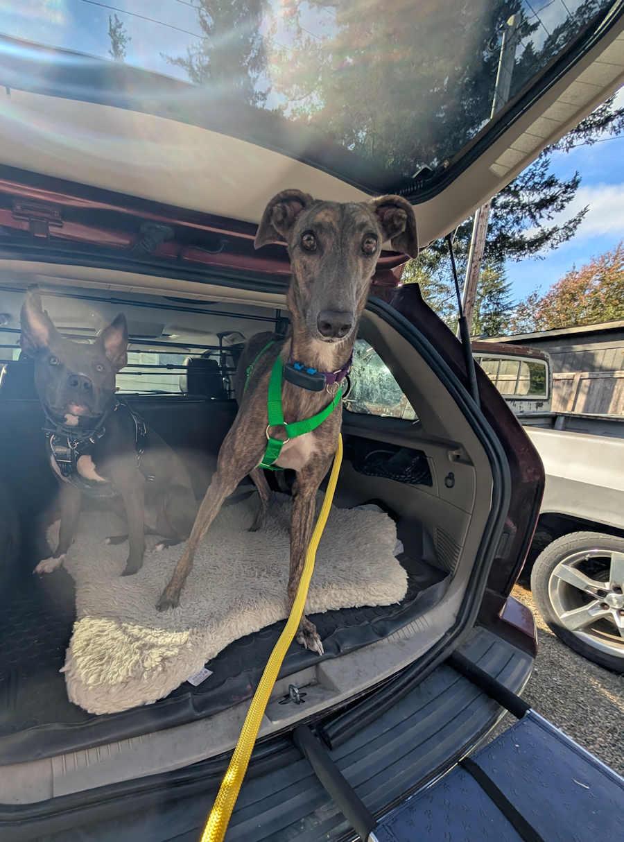 Enlarge Brandy, a Adoptable Greyhound in Woodinville, WA image 1/3