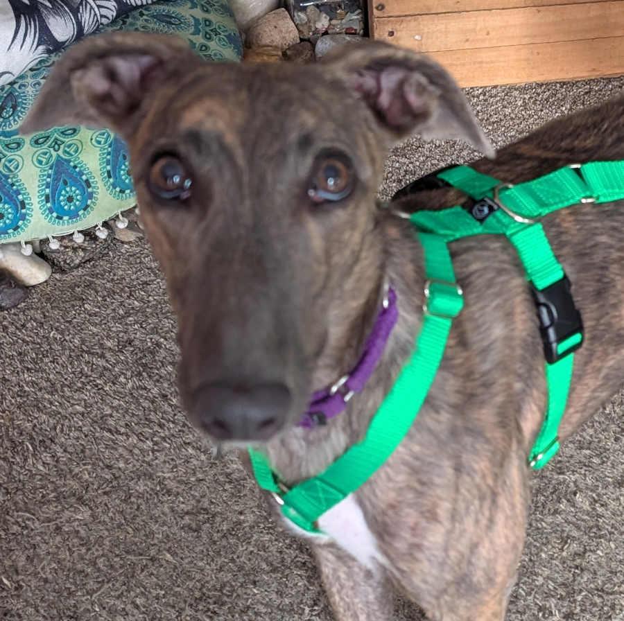 Enlarge Brandy, a Adoptable Greyhound in Woodinville, WA image 3/3