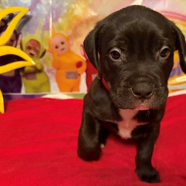 Po, Adoptable, Puppy Female Rottweiler & Pit Bull Terrier.