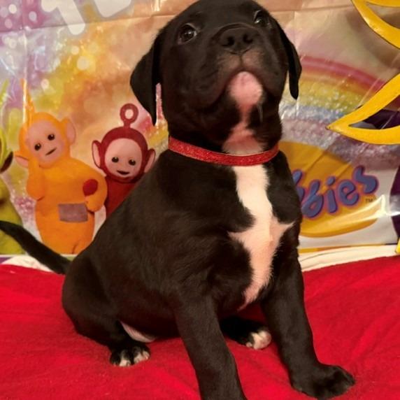 Enlarge Po, a Adoptable mixed breed in Normal, IL image 2/3