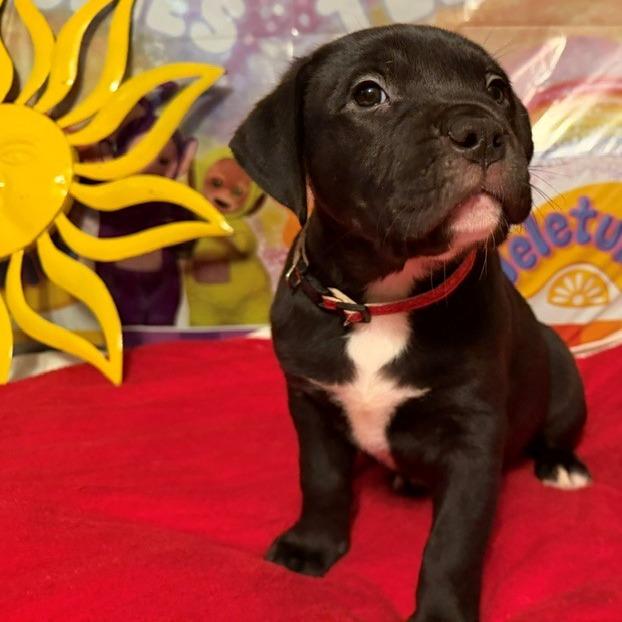 Enlarge Po, a Adoptable mixed breed in Normal, IL image 3/3