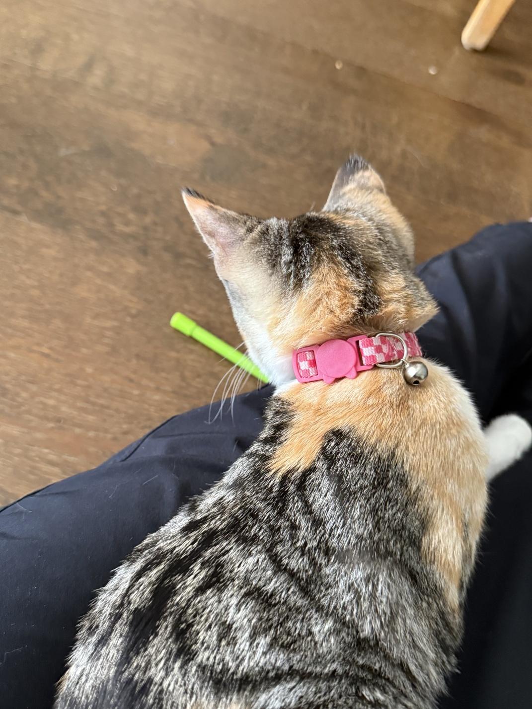 Lilly, a Adoptable Domestic Short Hair in Orange, CA image 6/6