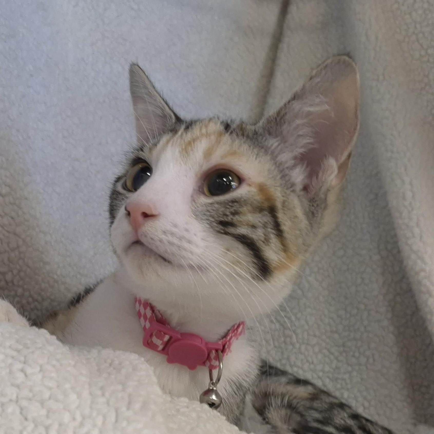 Lilly, a Adoptable Domestic Short Hair in Orange, CA image 2/6