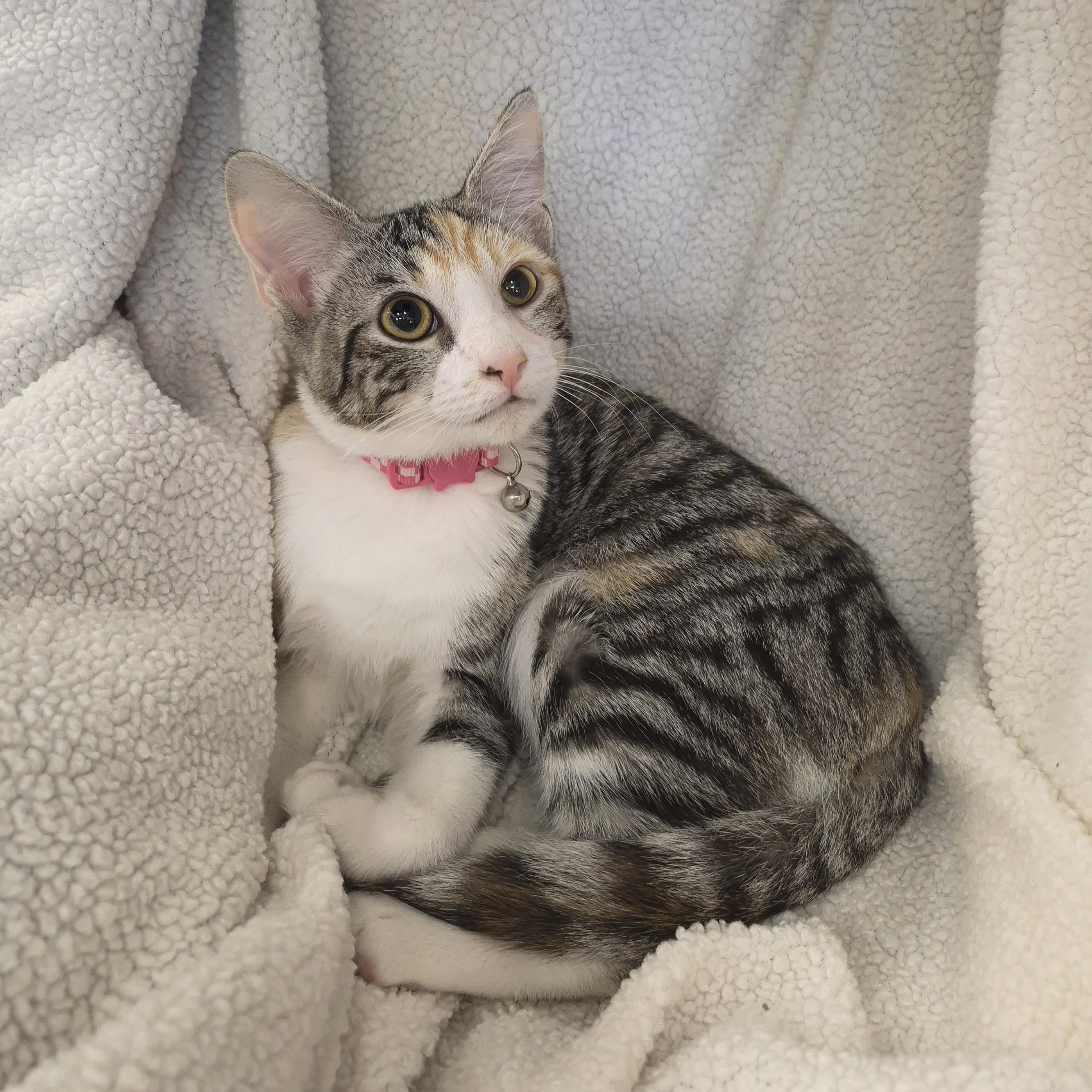 Lilly, a Adoptable Domestic Short Hair in Orange, CA image 1/6